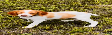 Brittany Spaniel 3
