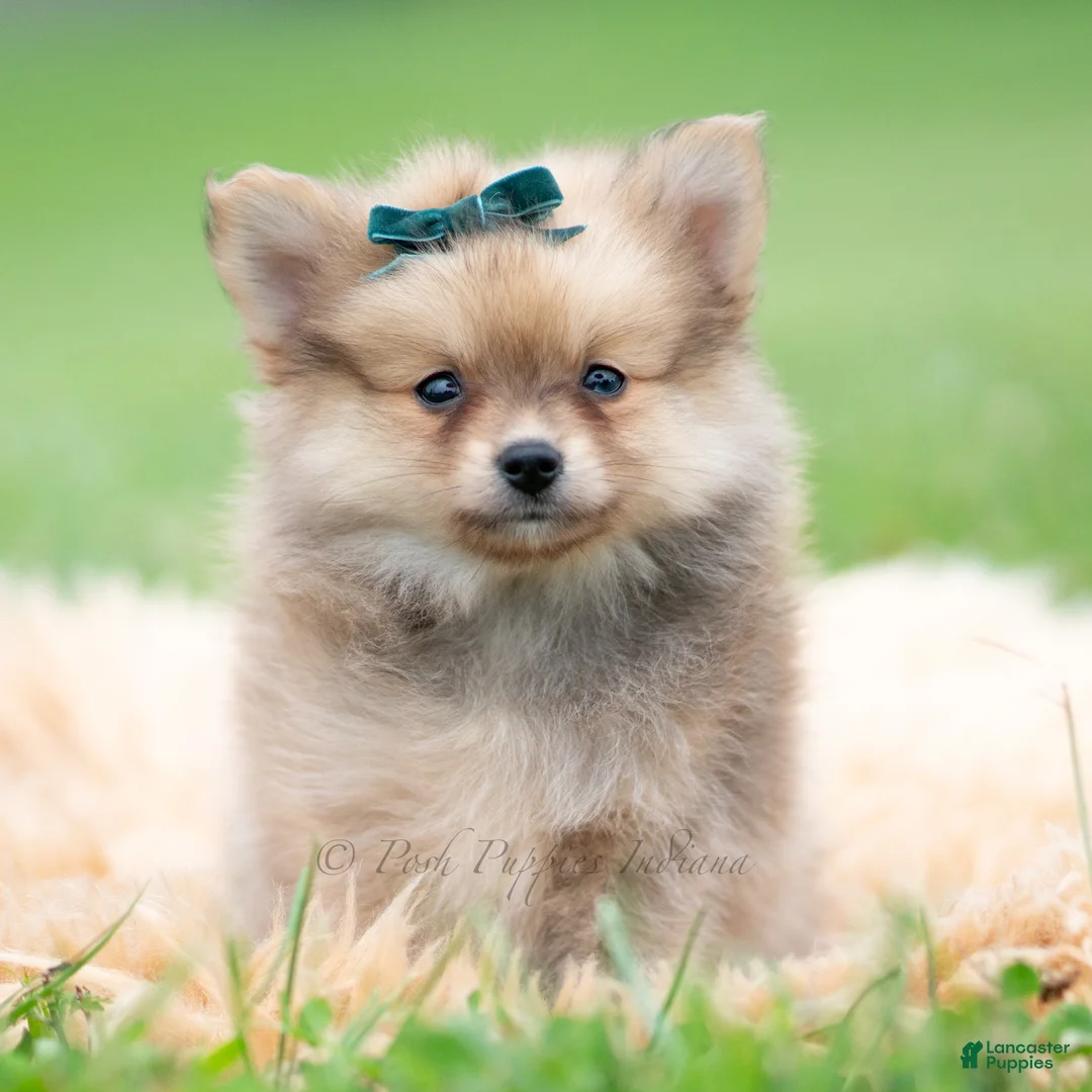 Pomeranian dogs for sale: Hudson - Ad 1