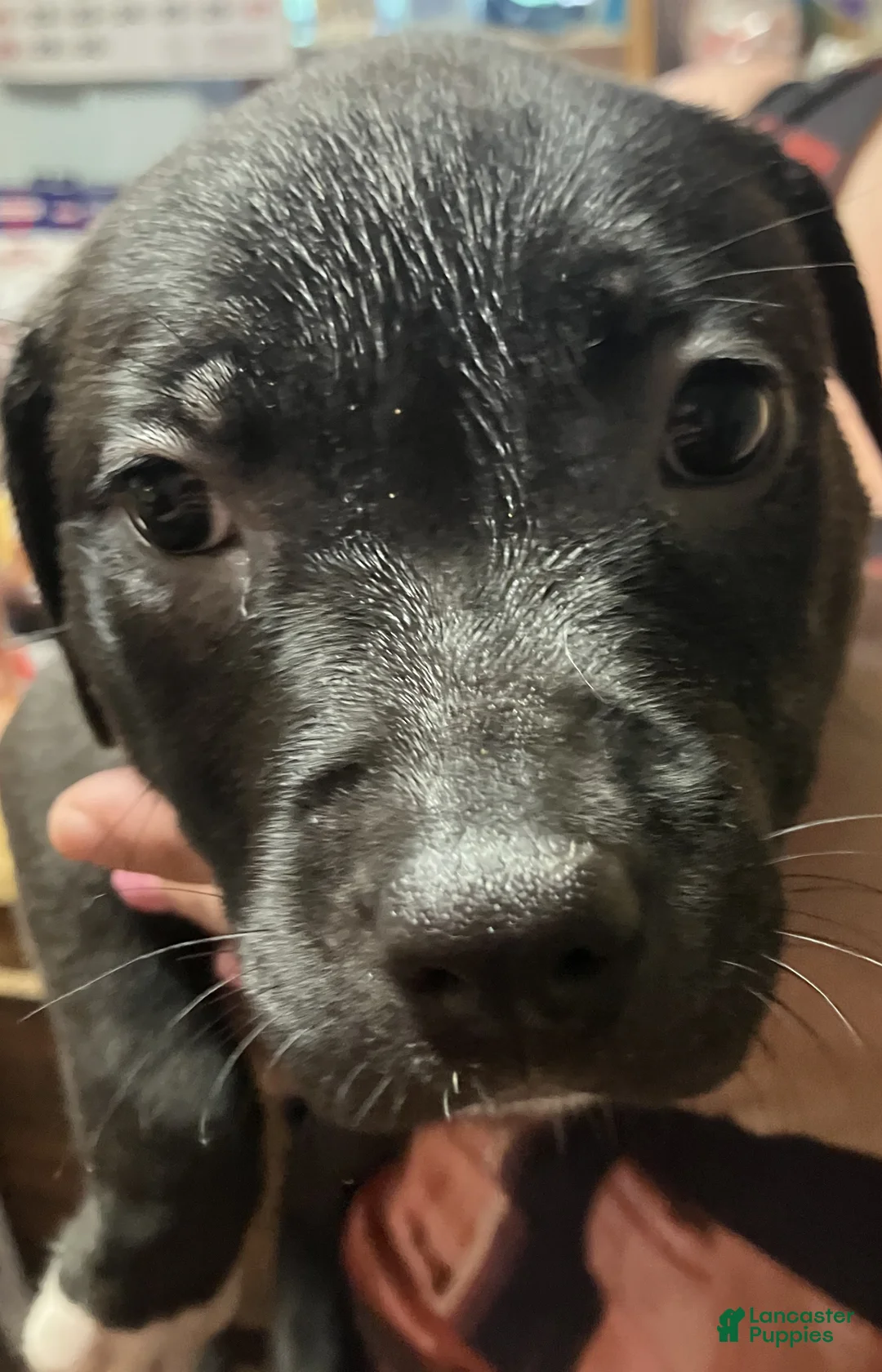 American Pit Bull Terrier dogs for sale: American Pit Bull Terrier 5 Female - Ad 1