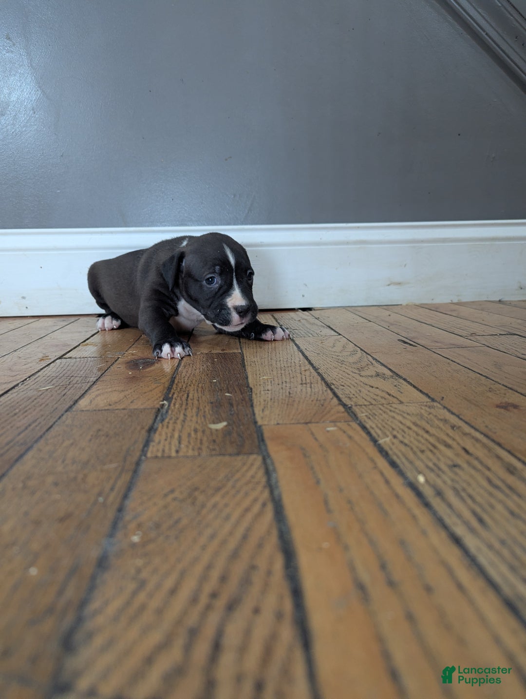 American Bully dogs for sale: Rage - Ad 3