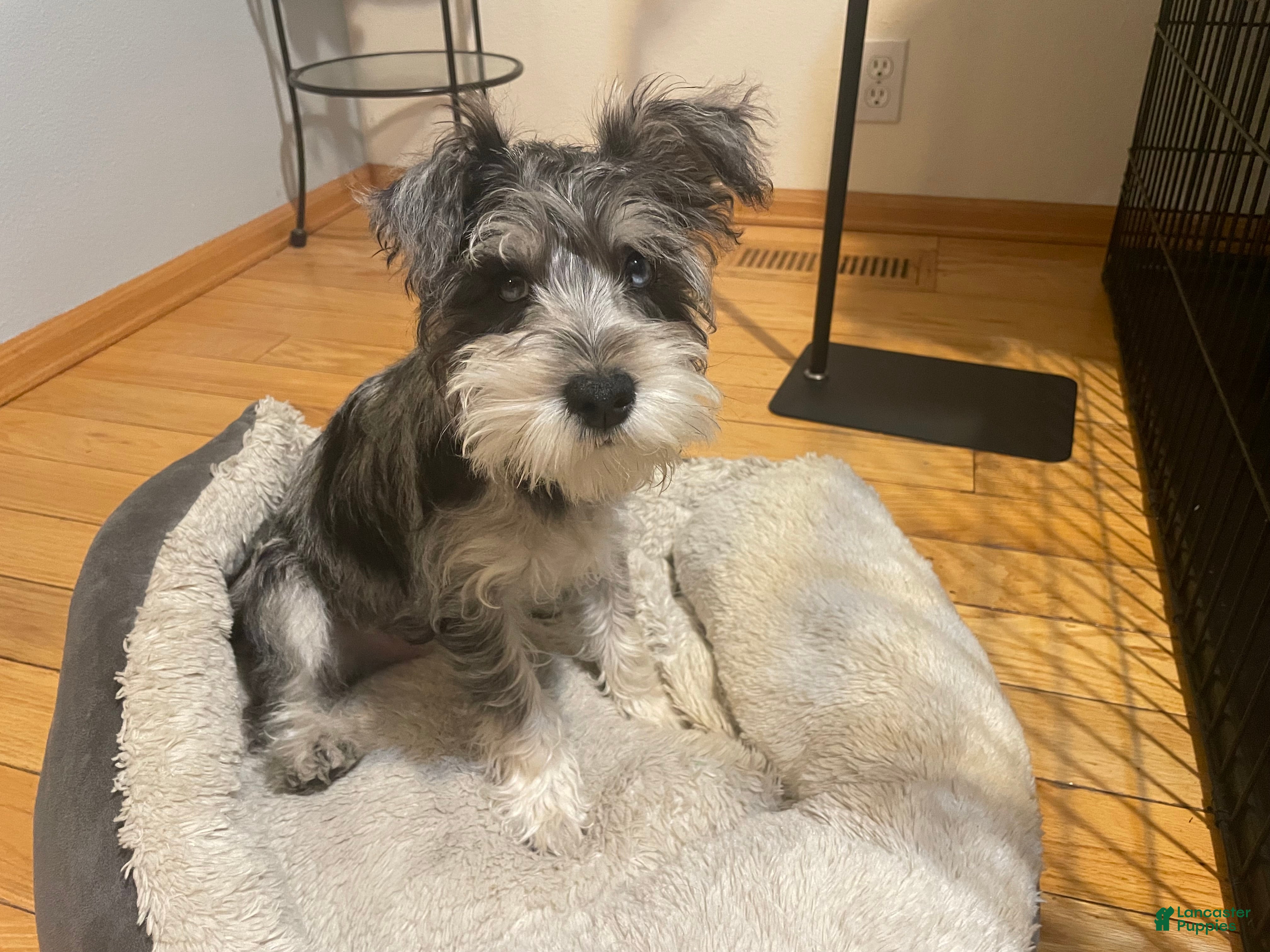 Miniature Schnauzer dogs Rice - Ad 8