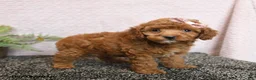 Cockapoo dogs for sale: Rosie - Ad 5