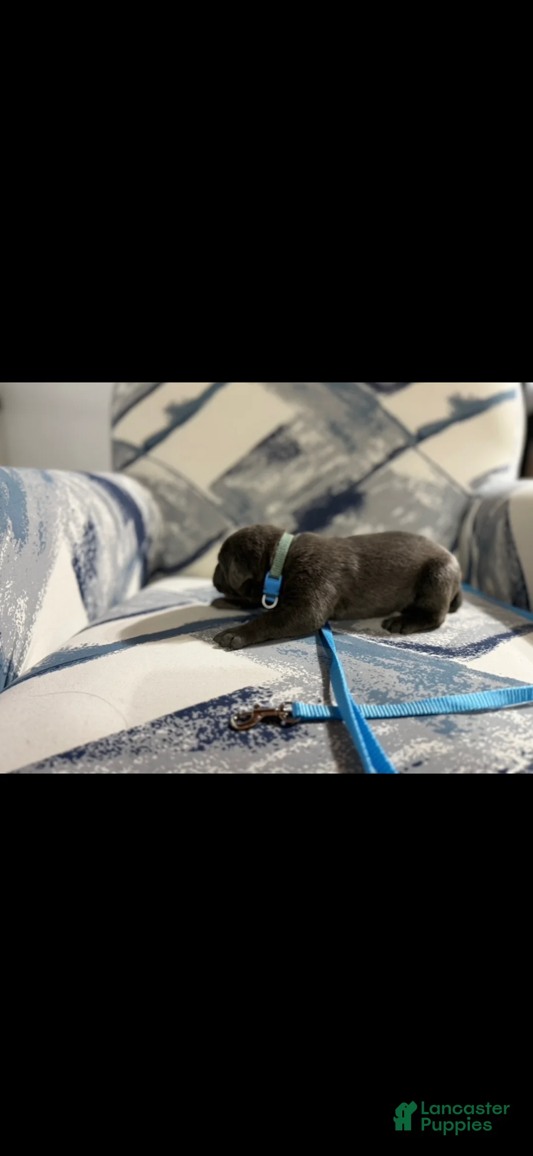 Cane Corso dogs for sale: Cane Corso Puppy 4 - Ad 3
