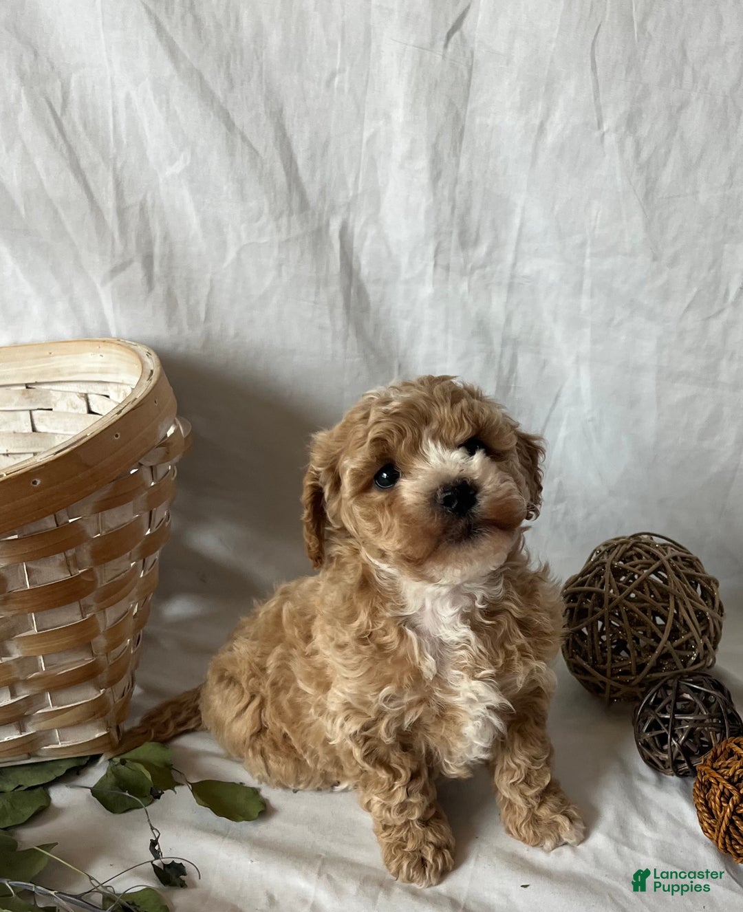 Maltipoo dogs for sale: Snowflake - Ad 2