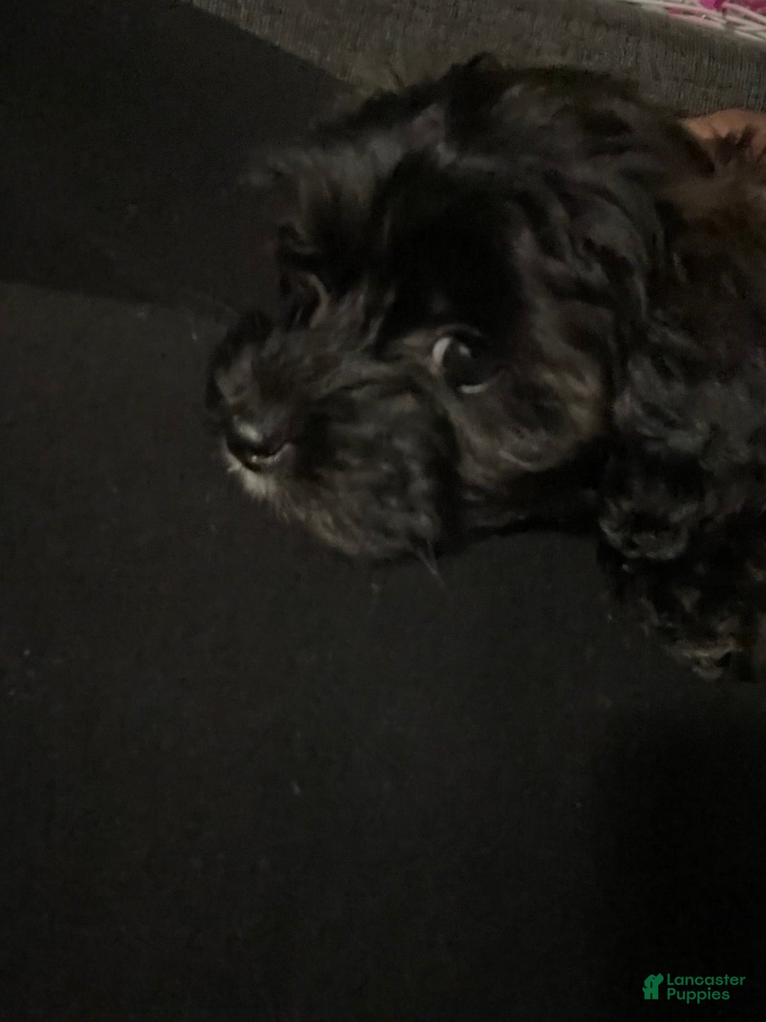 Gallery Image {{count}}