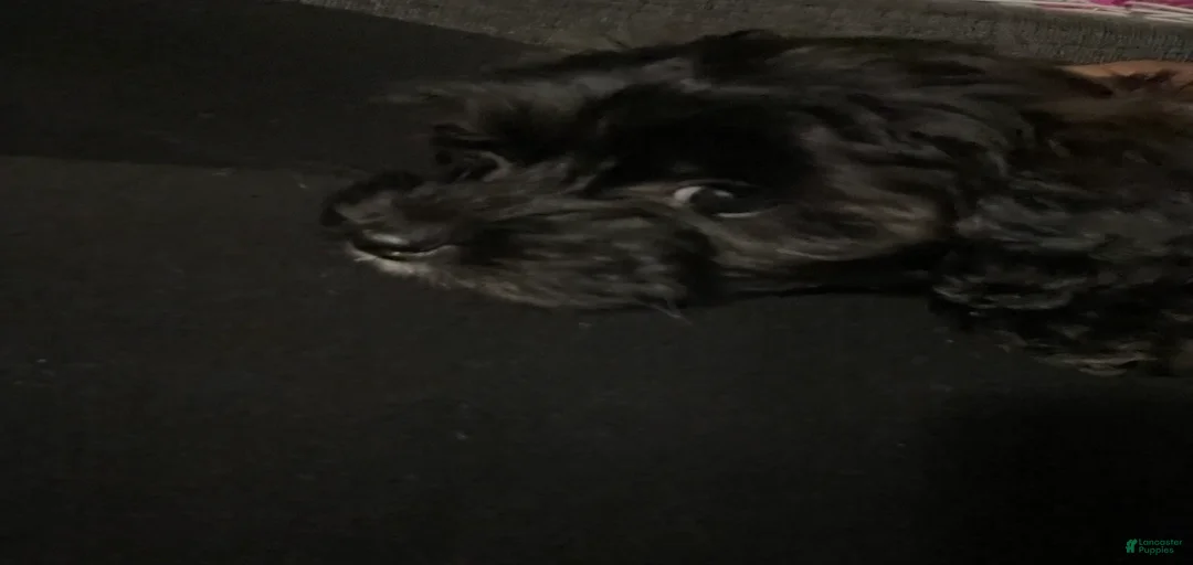 Gallery Image {{count}}