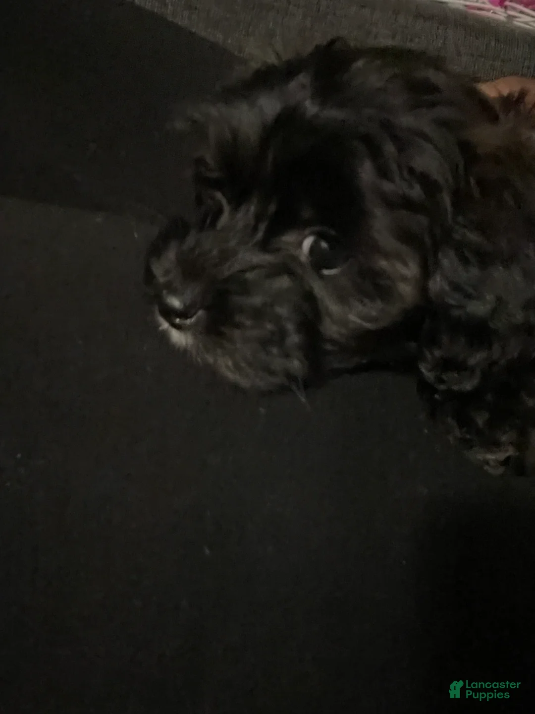 Gallery Image {{count}}