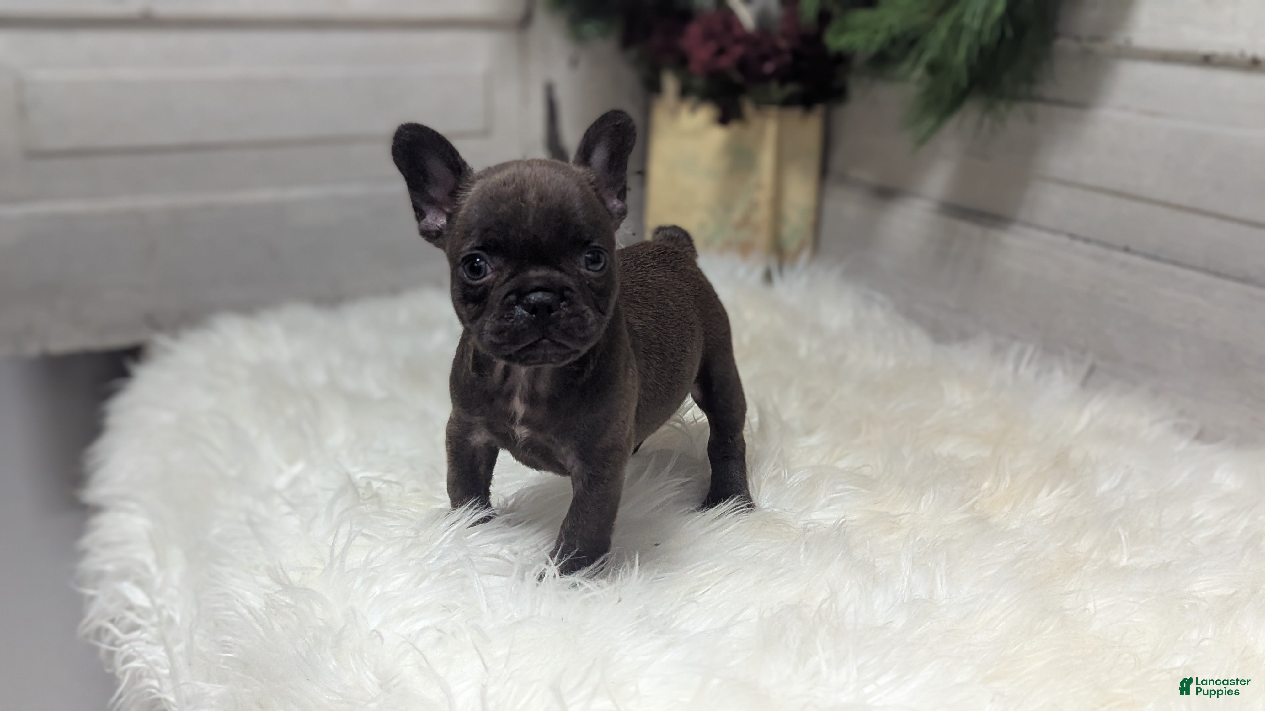 French Bulldog dogs Molly - Ad 11