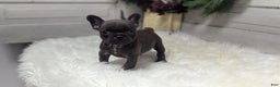 French Bulldog dogs for sale: Molly - Ad 1
