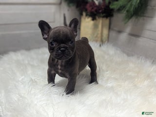 French Bulldog dogs Molly - Ad 11