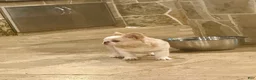 French Bulldog dogs for sale: Cream Husky Fluffy  - Ad 4