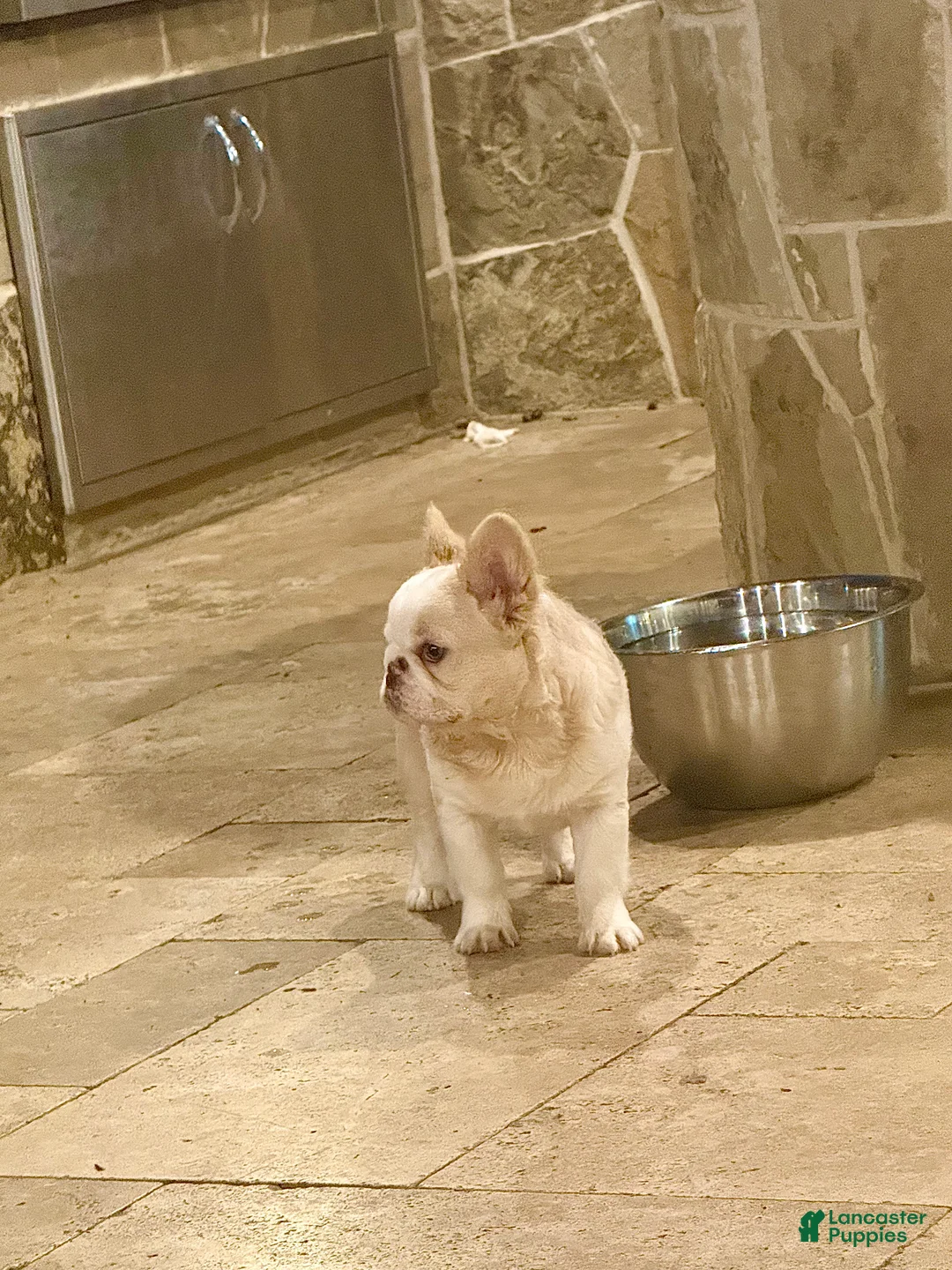 French Bulldog dogs for sale: Cream Husky Fluffy  - Ad 4