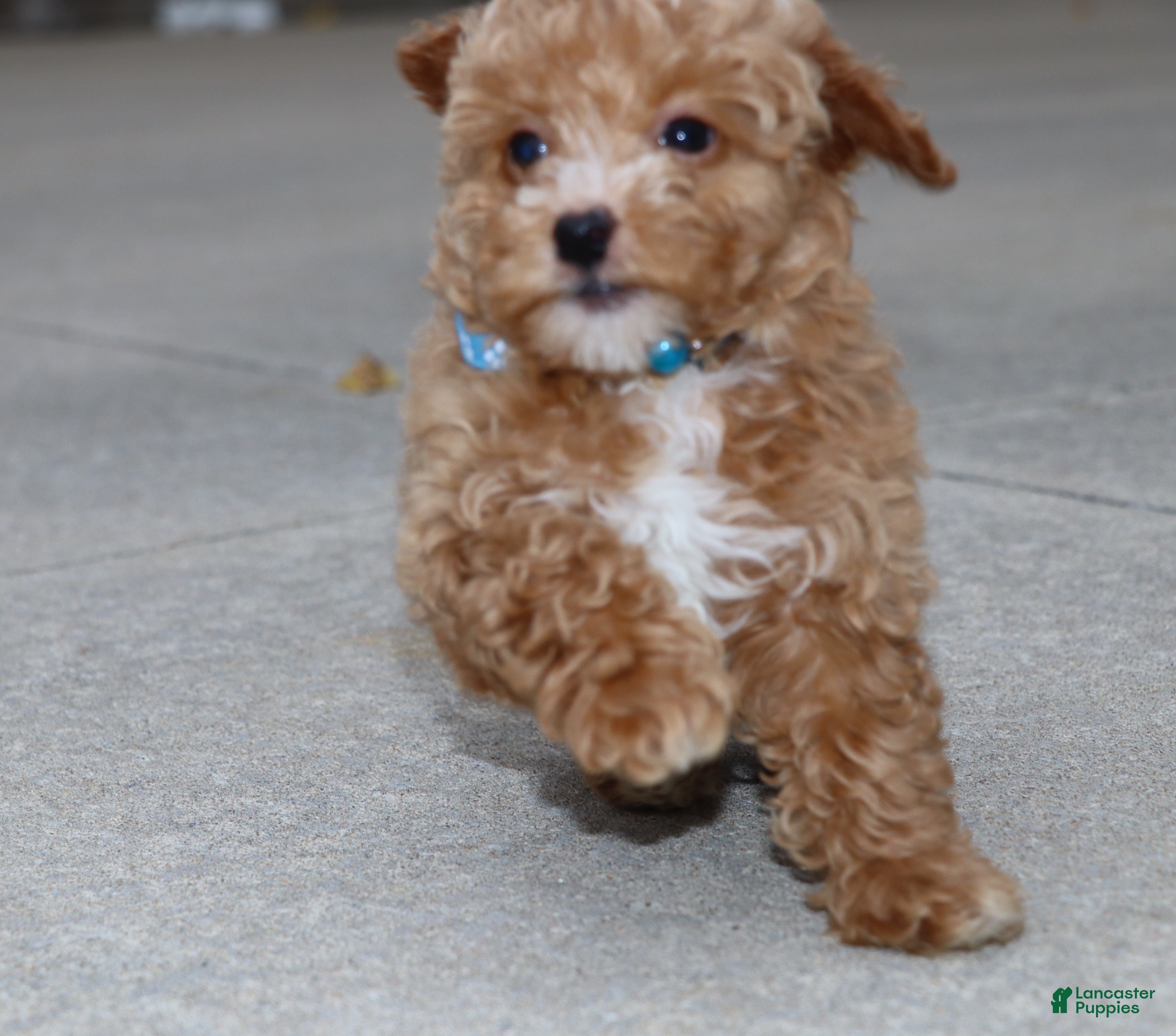 Havapoo dogs Elliot 💙 - Ad 8