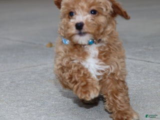 Havapoo dogs Elliot 💙 - Ad 15