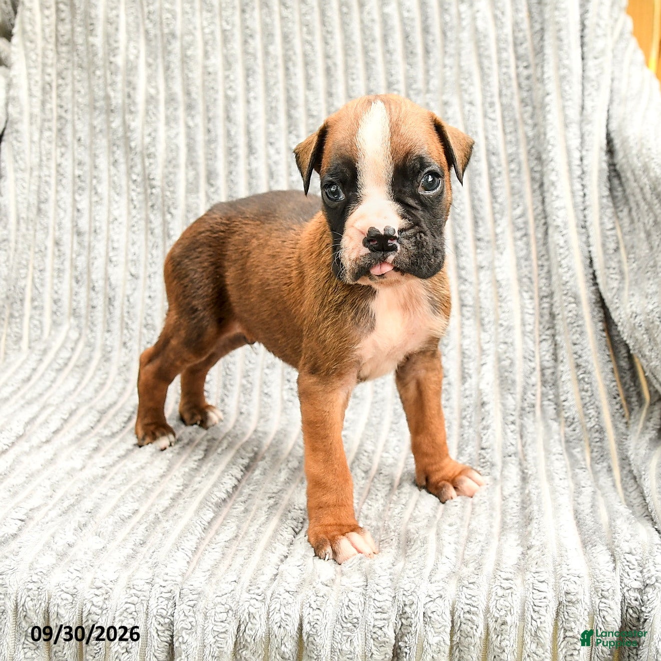 Boxer dogs Lucas - Ad 1
