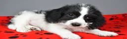 Mixed Breed dogs for sale: Rylan - Ad 8