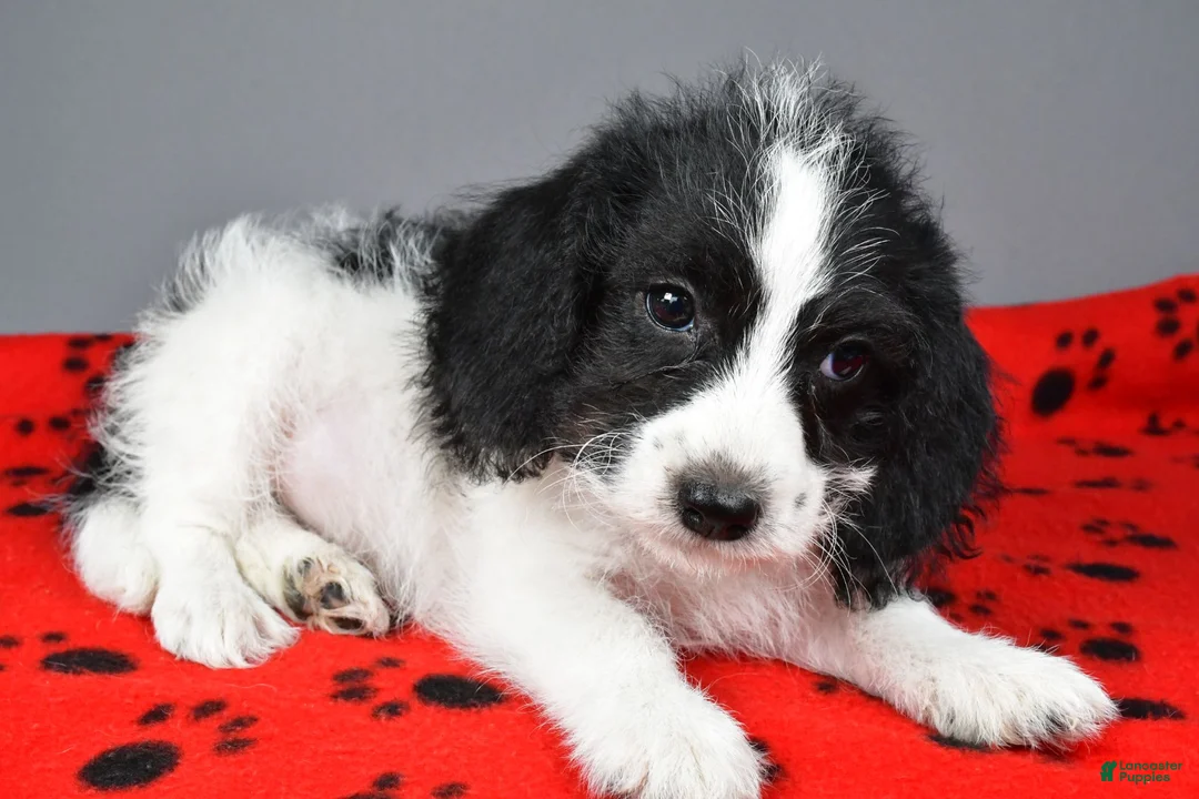 Mixed Breed dogs for sale: Rylan - Ad 8