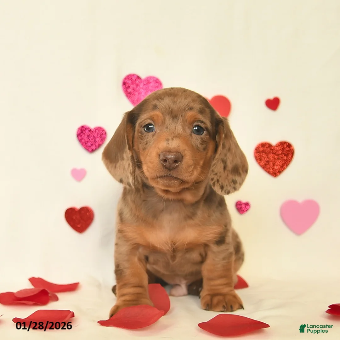 Miniature Dachshund dogs for sale: Ozzie  - Ad 3