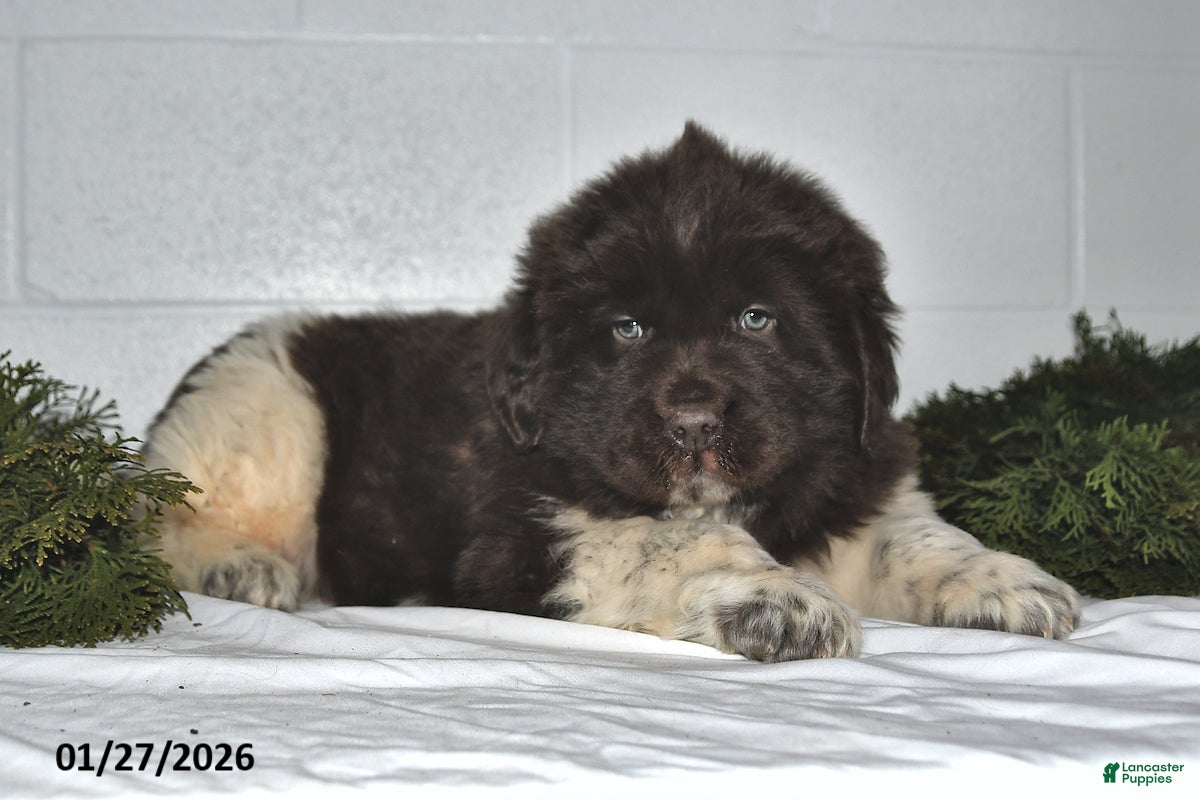 Newfoundland dogs Nacho - Ad 9