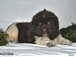 Newfoundland dogs Nacho - Ad 9