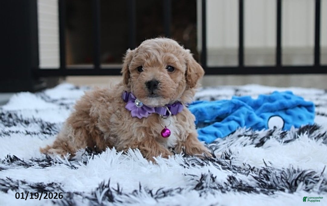 Bichpoo dogs for sale: Riley - Ad 2