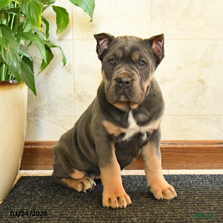 Cane Corso dogs Wendy - Ad 2