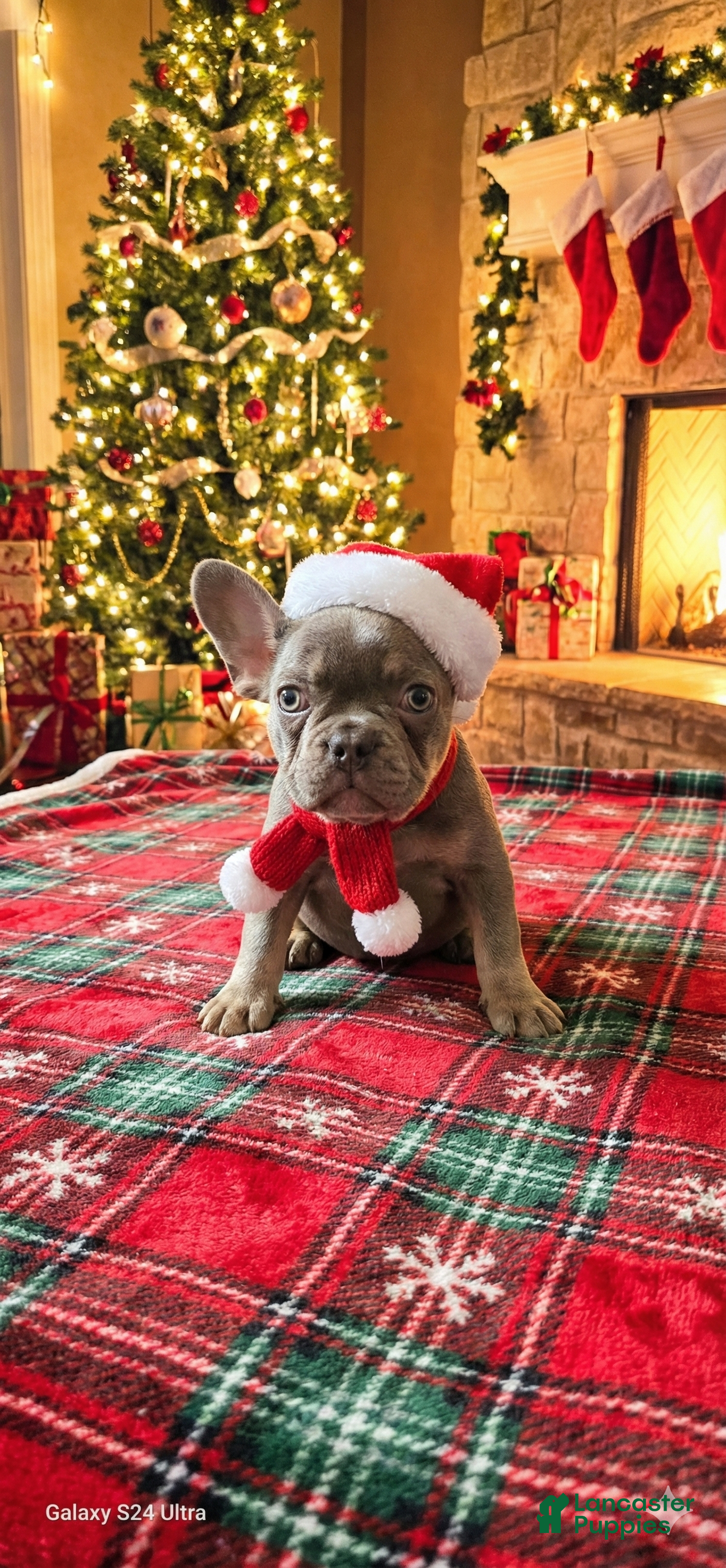 French Bulldog dogs Melanie  - Ad 5
