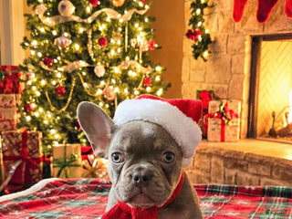 French Bulldog dogs Melanie - Ad 18