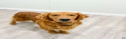 Mini Goldendoodle dogs for sale: Chief - Ad 6