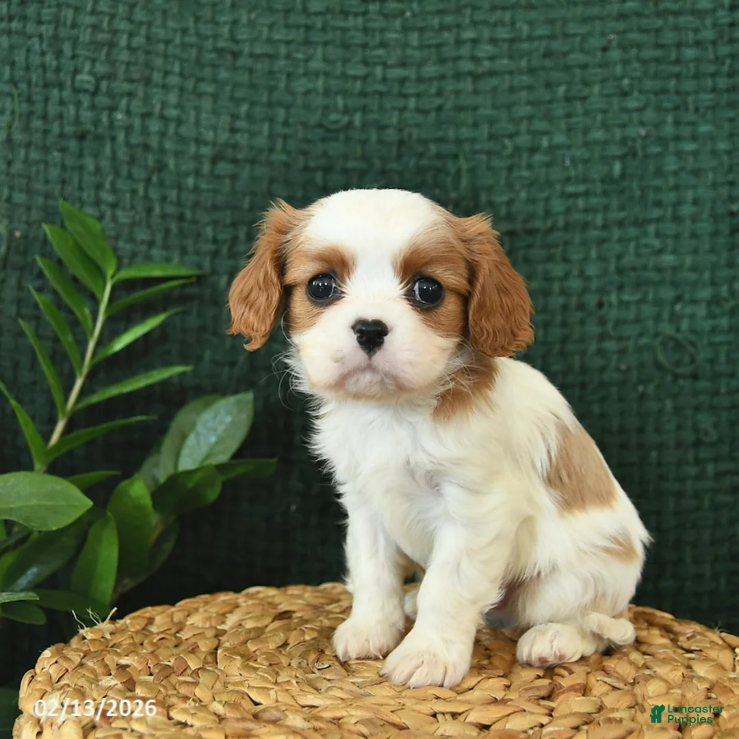 Cavalier King Charles Spaniel dogs for sale: Jack  - Ad 3