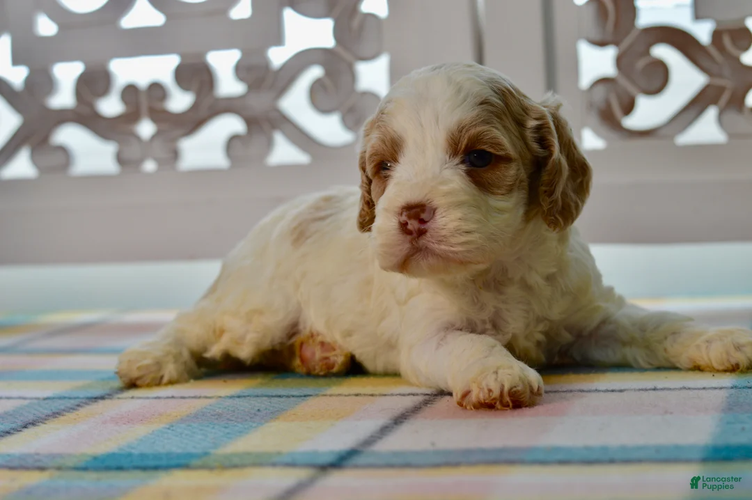 Cockapoo dogs for sale: Charles - Ad 8