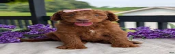 Goldendoodle dogs for sale: Miss Ellie - Ad 4