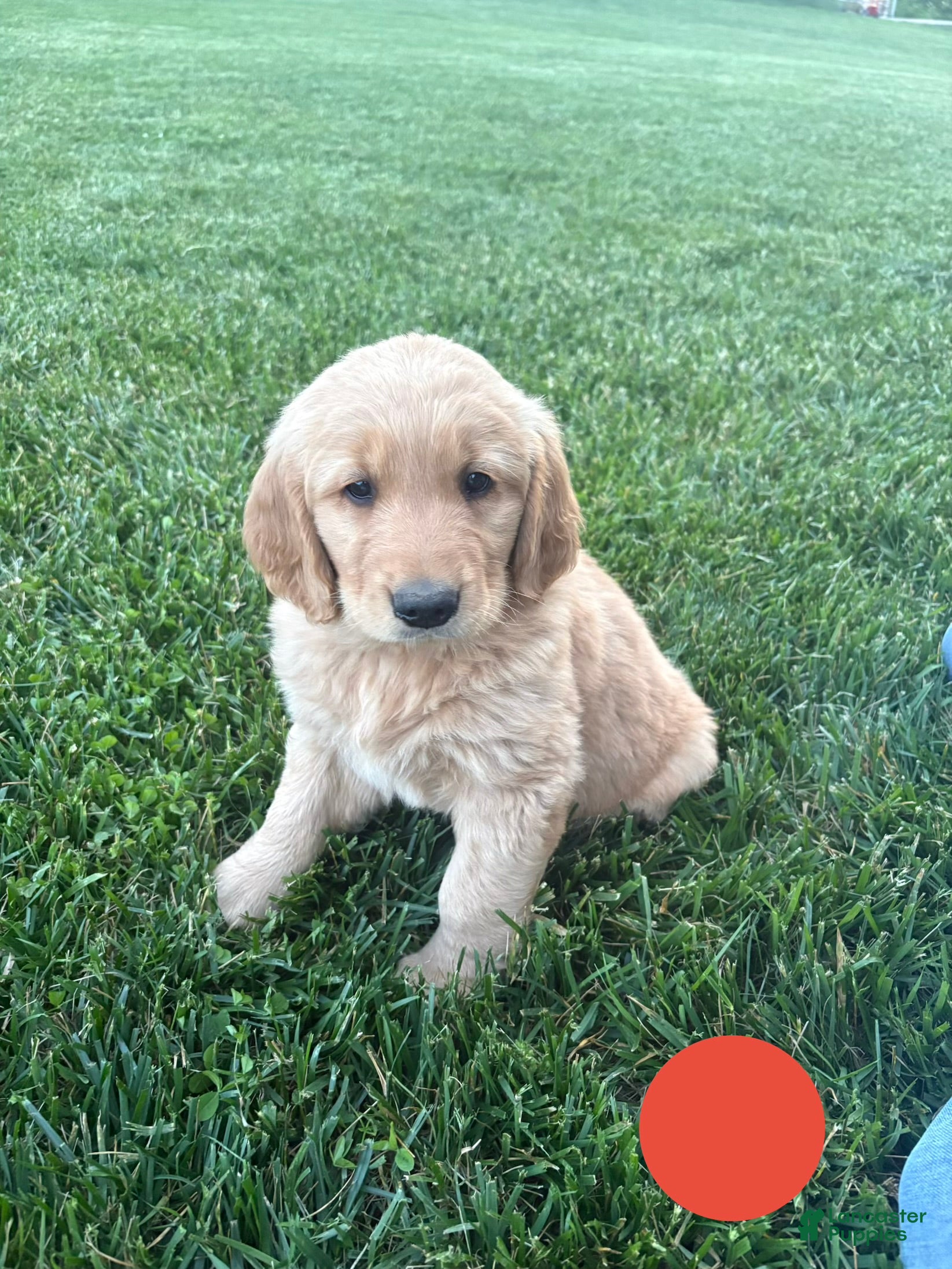Golden Retriever dogs Scooter - Ad 2