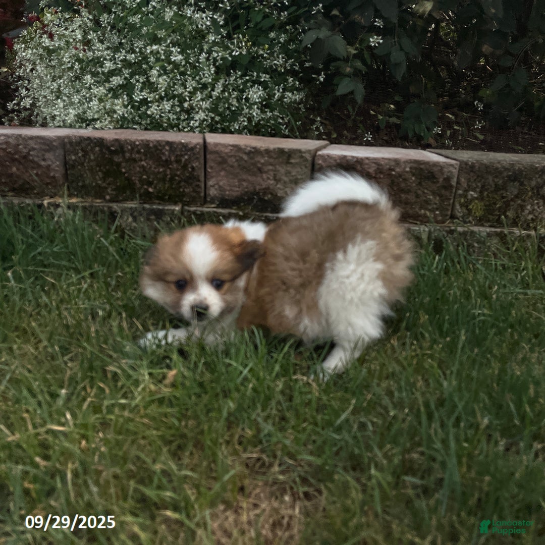 Pomeranian dogs for sale: Surprise Package - Ad 7