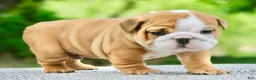 English Bulldog dogs for sale: Bentley - Ad 1