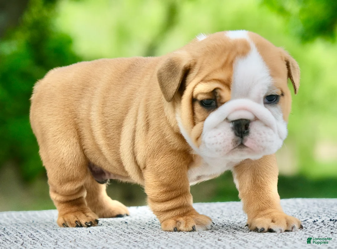 English Bulldog dogs for sale: Bentley - Ad 1