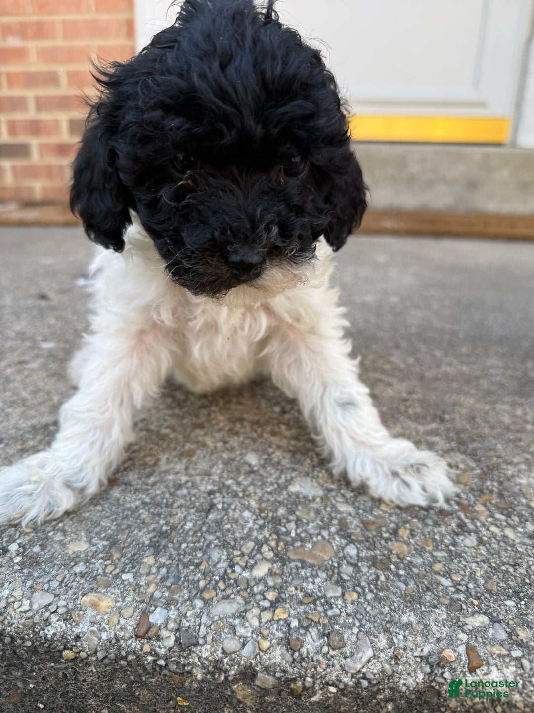 Toy Poodle dogs for sale: Toy Poodle Puppy 3 - Ad 1