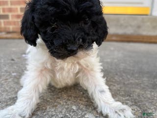 Toy Poodle dogs Toy Poodle Puppy 3 - Ad 35