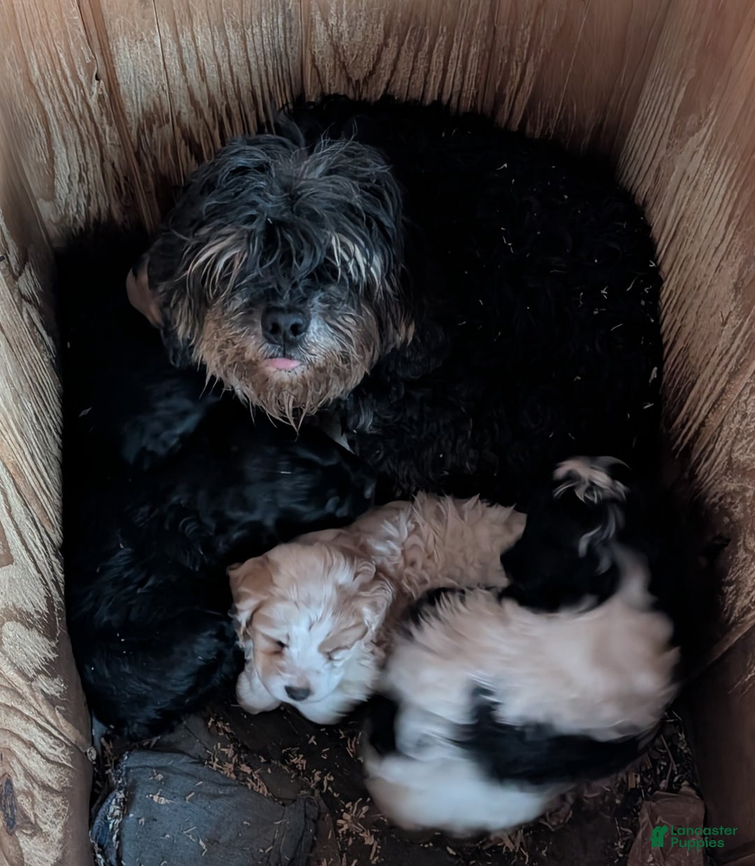 Cockapoo dogs for sale: Panda - Ad 5