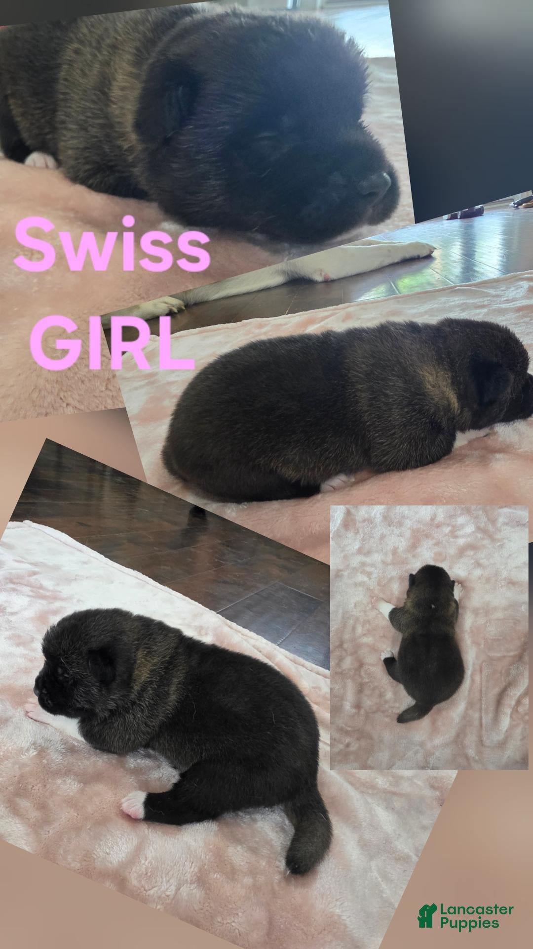 Akita dogs Swiss - Ad 1