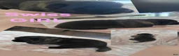 Akita dogs for sale: Swiss - Ad 1