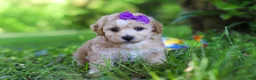 Havapoo dogs for sale: Hailey - Ad 2