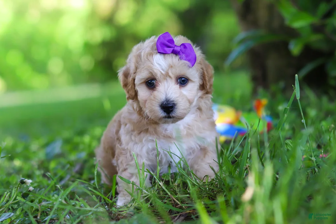 Havapoo dogs for sale: Hailey - Ad 2