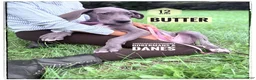 Great Dane dogs for sale: Butter - Ad 5