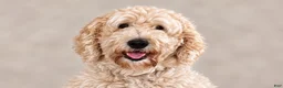 Goldendoodle dogs for sale: Sophie von BridleWoof  - Ad 3