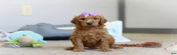 Standard Poodle dogs for sale: Hazel AKC - Ad 3