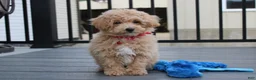 Bichpoo dogs for sale: Ranger - Ad 4