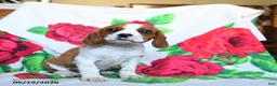 Beaglier dogs for sale: Crandall - Ad 2