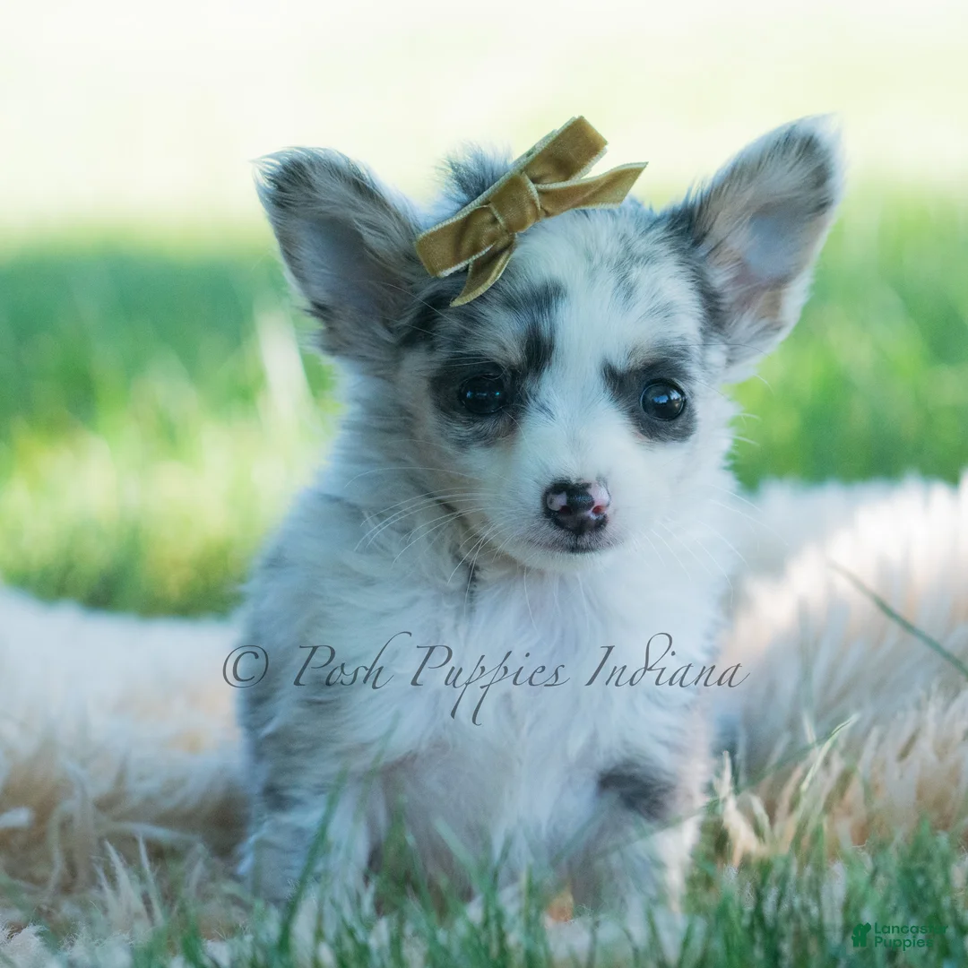 Chihuahua dogs for sale: Bluey - Ad 1