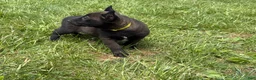 Belgian Malinois dogs for sale: Cleveland - Ad 11